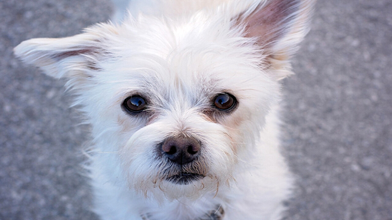 cane ucciso a padova-2 - copia